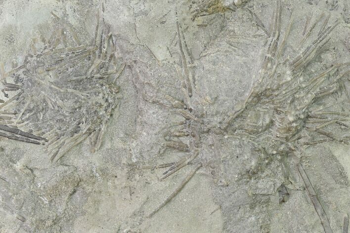 Fossil Urchin (Archaeocidaris) Plate - Missouri #135555